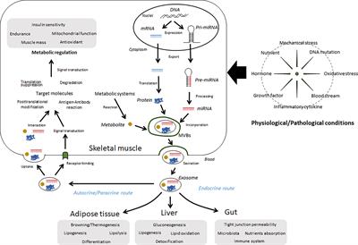 Roles of Skeletal Muscle-Derived Exosomes in Organ Metabolic and Immunological Communication